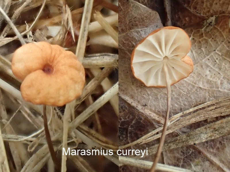 Marasmius curreyi-amf1272.jpg - Marasmius curreyi ; Syn: Androsaceus curreyi ; Nom français: Marasme des graminées